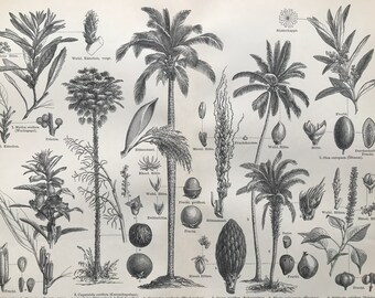 1896 Palm Trees Original Antique print - Available Framed - Botanical Wall Decor - Botany