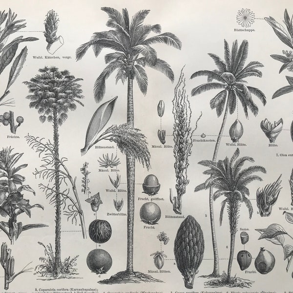 1896 Palm Trees Original Antique print - Available Framed - Botanical Wall Decor - Botany