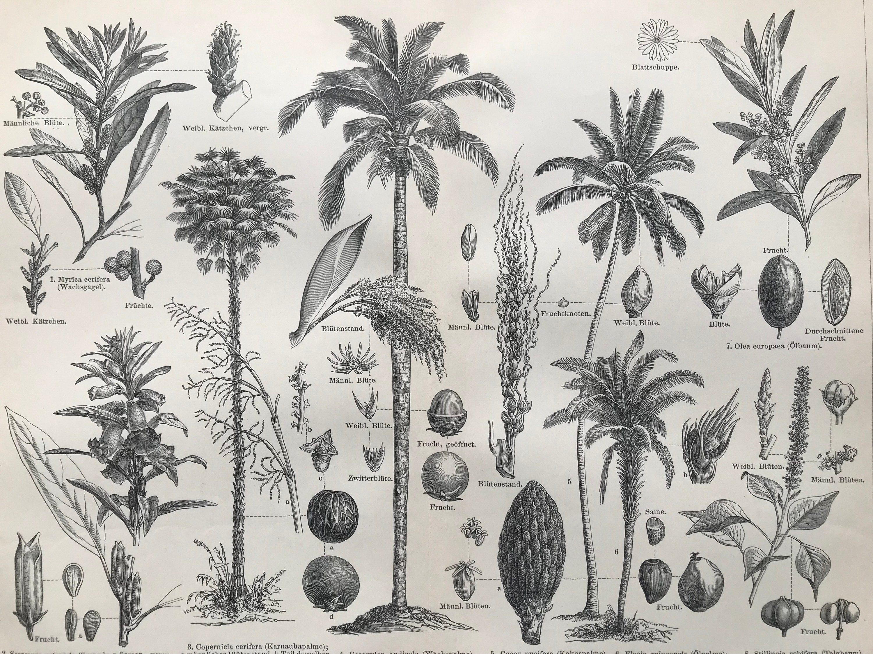 1896 Palm Trees Original Antique print - Available Framed - Botanical ...