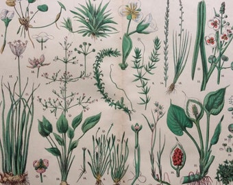 Fruit, Flowers, Plants