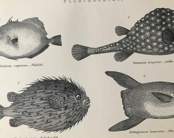 1891 Original Antique Print - Cofferfish - Filefish - Hedgehog Fish - Oblong Sunfish - Vintage Wall Decor - Available Matted and Framed