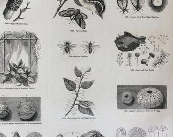 1856 Large Original Antique Insect Engraving - Lackey-Moth, Gipsy-Moth, Sea Egg, Fly, Butterfly, Lace-Winged Fly - Entomology - Wall Decor