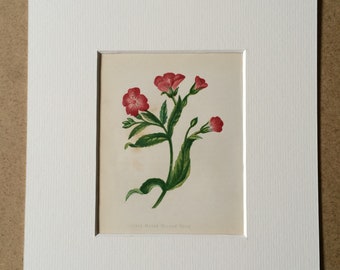 1852 Original Antique Hand-Coloured Anne Pratt Botanical Illustration - Great Hairy Willow Herb - Flower - Botany - Available Framed