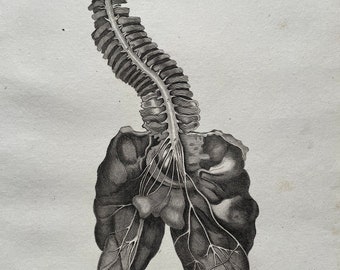 1810 Farriery - View of the Spinal Nerves of the Horse Original Antique Engraving - Available Framed