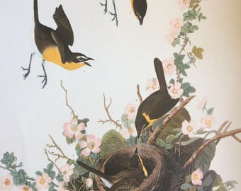 YELLOW BREASTED CHAT Large Original Vintage 1964  Audubon Print, 14 x 17 inches, Bird Decor, Vintage Decor, Ornithology