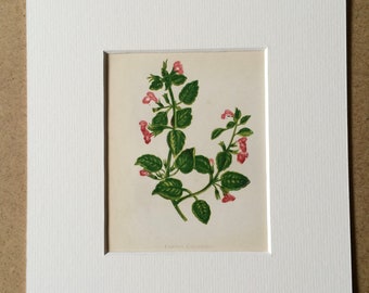1852 Original Antique Hand-Coloured Anne Pratt Botanical Illustration - Common Callamint - Flower - Botany - Garden - Available Framed