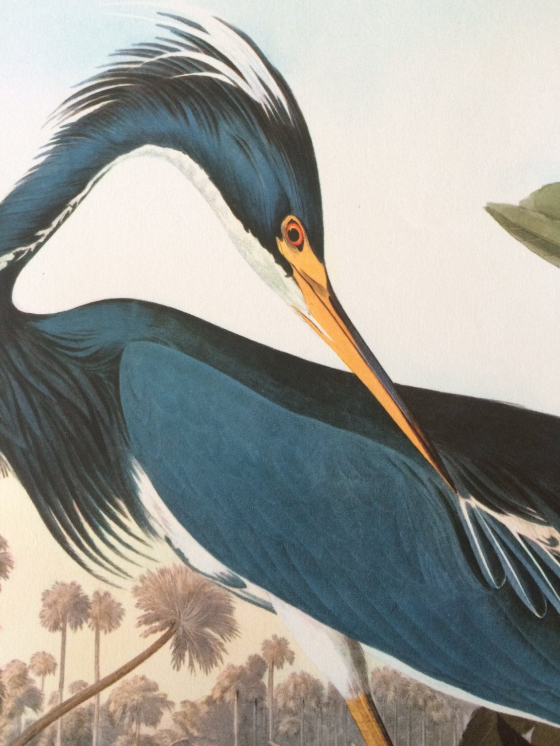 LOUISIANA HERON Large Original Vintage 1964 Audubon Print, 14 x 17