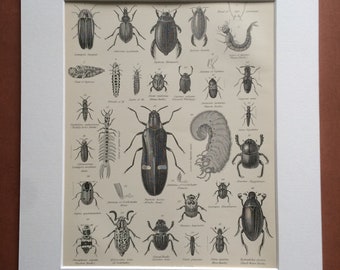 1875 Coleoptera Original Antique Matted Engraving - Beetle - Sacred Beetle - Insect - Larvae - Entomology - Matted & Available Framed