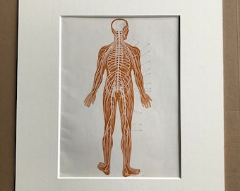 1968 Original Vintage Soviet Medical Illustration - Mounted and Matted - Anatomical Print - Medical Decor - Medicine - Available Framed