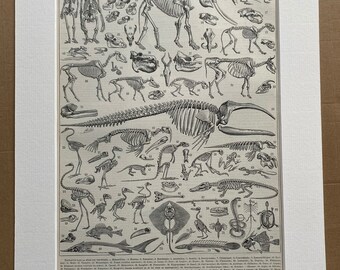 1897 Skeletons Original Antique Print - Osteology - Animal Skeletons - Skull - Mounted and Matted - Available Framed