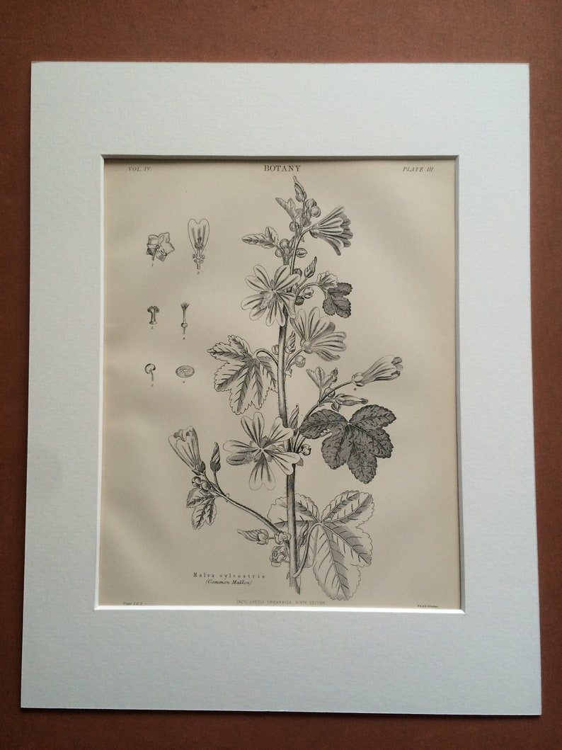 1875 Common Mallow Original Antique Matted Engraving Vintage Wall Decor Matted /& Available Framed Botanical Decor Botany