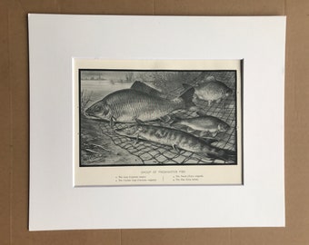 1903 Group of Freshwater Fish Original Antique Print - Carp, Tench, Crucian Carp, Pike - Mounted and Matted - Available Framed