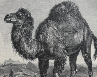 1893 Arabian Camel Original Antique Print - Wildlife - Natural History - Animal Art - Mounted and Matted - Available Framed
