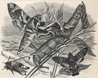 1863 Oleander Hawk-Moth, Hylas Bee and Humming Bird Original Antique Print - Entomology - Insect - Mounted and Matted - Available Framed