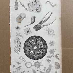 1852 Original Antique Engraving - Microscopic Objects - Natural History - Science - Microscope - Wall Decor