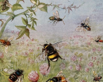 1930s The Busy Bees and their Cousins Original Vintage Print - Insect Art - Natural History - Mounted and Matted - Available Framed