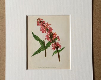 1852 Original Antique Hand-Coloured Anne Pratt Botanical Illustration - Spiked Purple Loosestrife - Flower - Botany - Available Framed