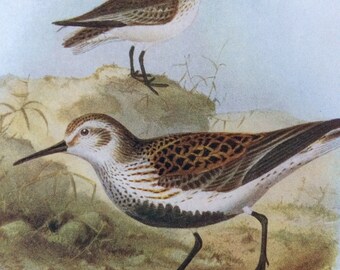 1907 Dunlin Original Antique Lithograph - Ornithology - British Birds - Wildlife Decor - Decorative Print - Available Matted