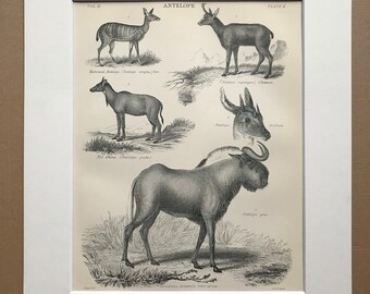 1875 Original Antique Matted Engraving - Antelope - Chamois, Chickara, Gnu, Wildebeest - Wildlife - Matted & Available Framed