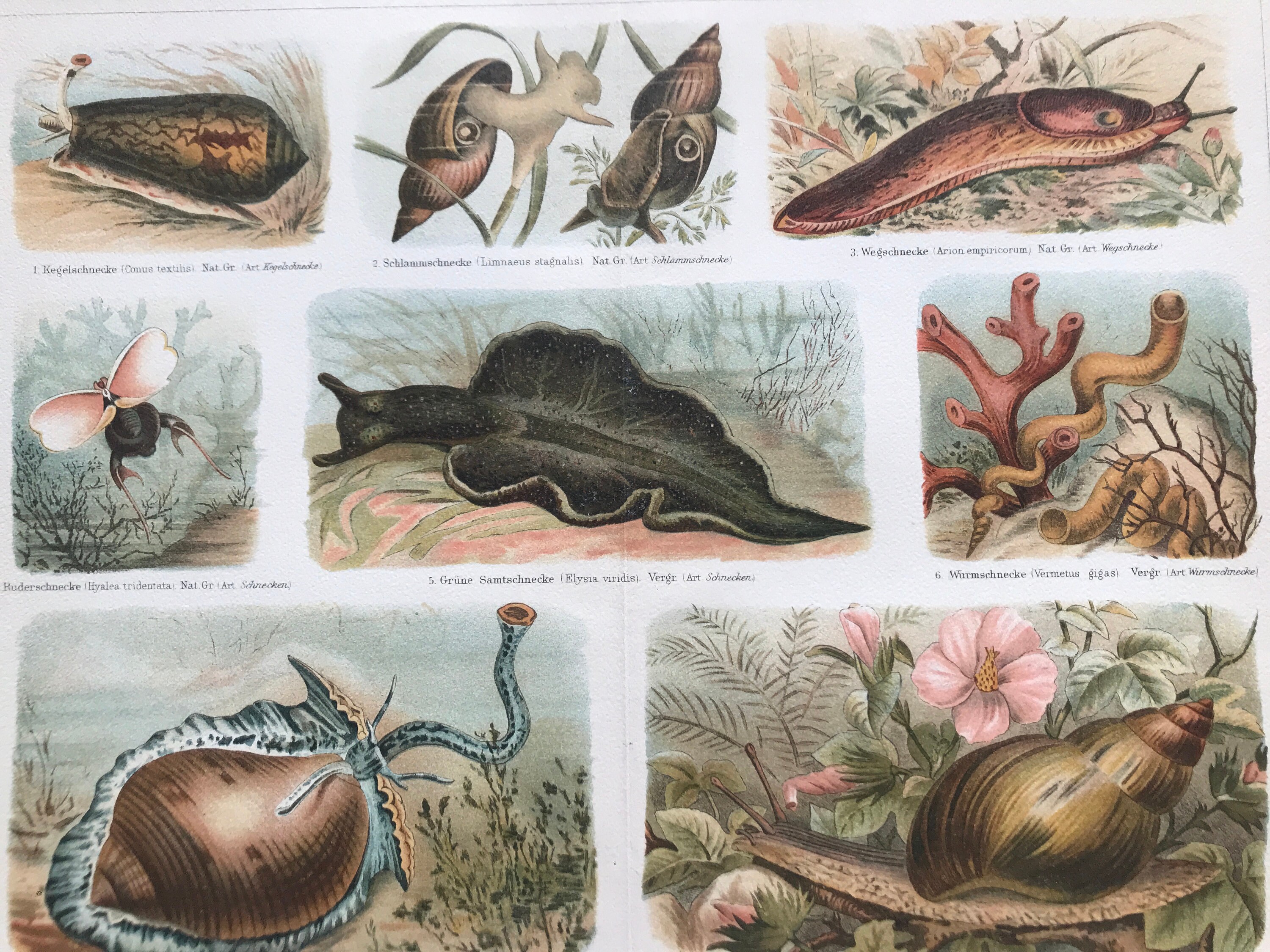 1894 Snails and Slugs Original Antique Map Molluscs Framed