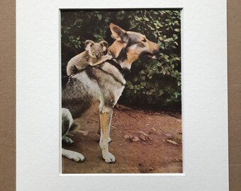1940s Koala riding a Dog Original Vintage Print - Mounted and Matted - Curiosity - Conversation Piece - Animal Art - Available Framed