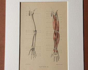 1890 Original Antique Anatomical Print - Arm Muscles - Bone - Skeleton - Anatomy - Medical Decor - Mounted and Matted - Available Framed