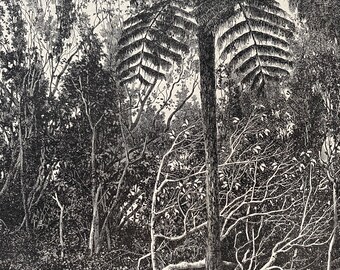1896 Forest Scene in Madagascar Original Antique Print - Natural History - Mounted and Matted - Available Framed