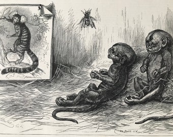 1883 Young Marmozets both in London Original Antique Print - Marmoset - Monkey - Primate - Mounted and Matted - Available Framed