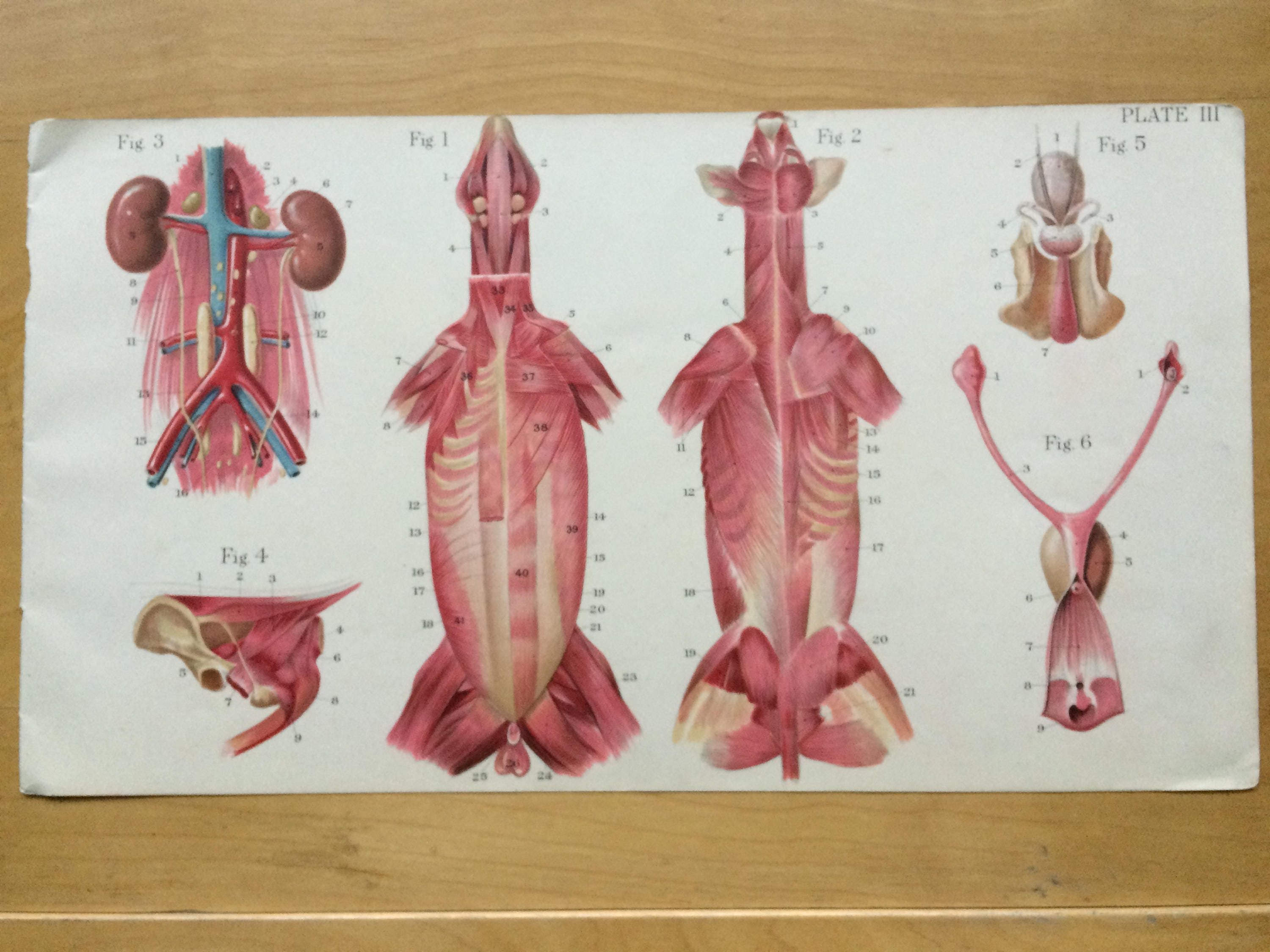 1921 Canine Anatomy Large Original Antique Illustration - Dog Muscles