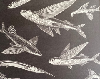 1968 Original Vintage Fish Print - Japanese Halfbeak - Bigwing Halfbeak - Two Wing Flyingfish - Sharpchin Flyingfish - Available Framed