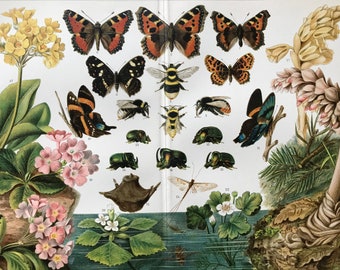 Insects, Entomology
