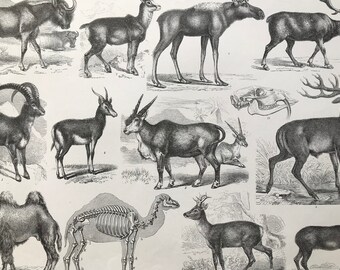 1869 Zoology Large Original Antique Illustration - Camel, Gazelle, Wildebeest, Deer, Elk, Moose - Mounted and Matted