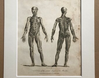 1810 Second Layer of Muscles Original Antique Copperplate Engraving - Anatomy - Anatomical Decor - Medical Decor - Available Framed