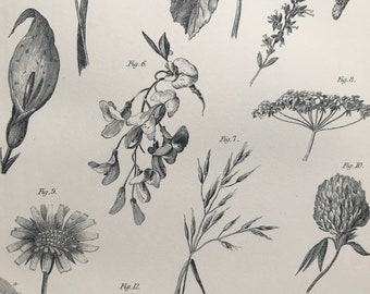 1891 Inflorescence Original Antique Print - Flower - Petal - Botanical Decor - Botany - Available Framed