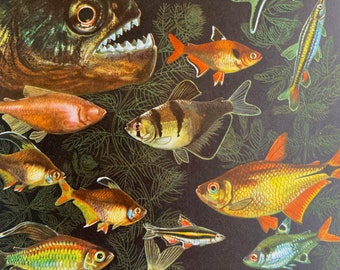 1968 Original Vintage Fish Print - Redeye Piranha - Marbled Hatchetfish - Pearl Headstander - Cardinal Tetra - Available Framed