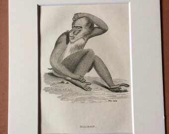 1800 Maimon Original Antique Engraving - Zoology - Natural History - Primate - Available Framed