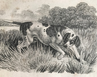 1809 Pointer Original Antique Engraving - Canine Decor - Dog Print - Available Matted and Framed