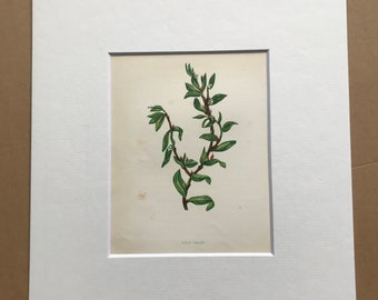 1852 Original Antique Hand-Coloured Anne Pratt Botanical Illustration - Knot Grass - Botany - Garden - Available Framed