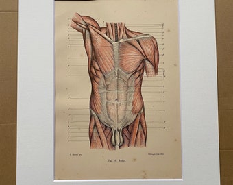 1890 Original Antique Anatomical Print - Muscles - Anatomy - Medical Decor - Science - Mounted and Matted - Available Framed