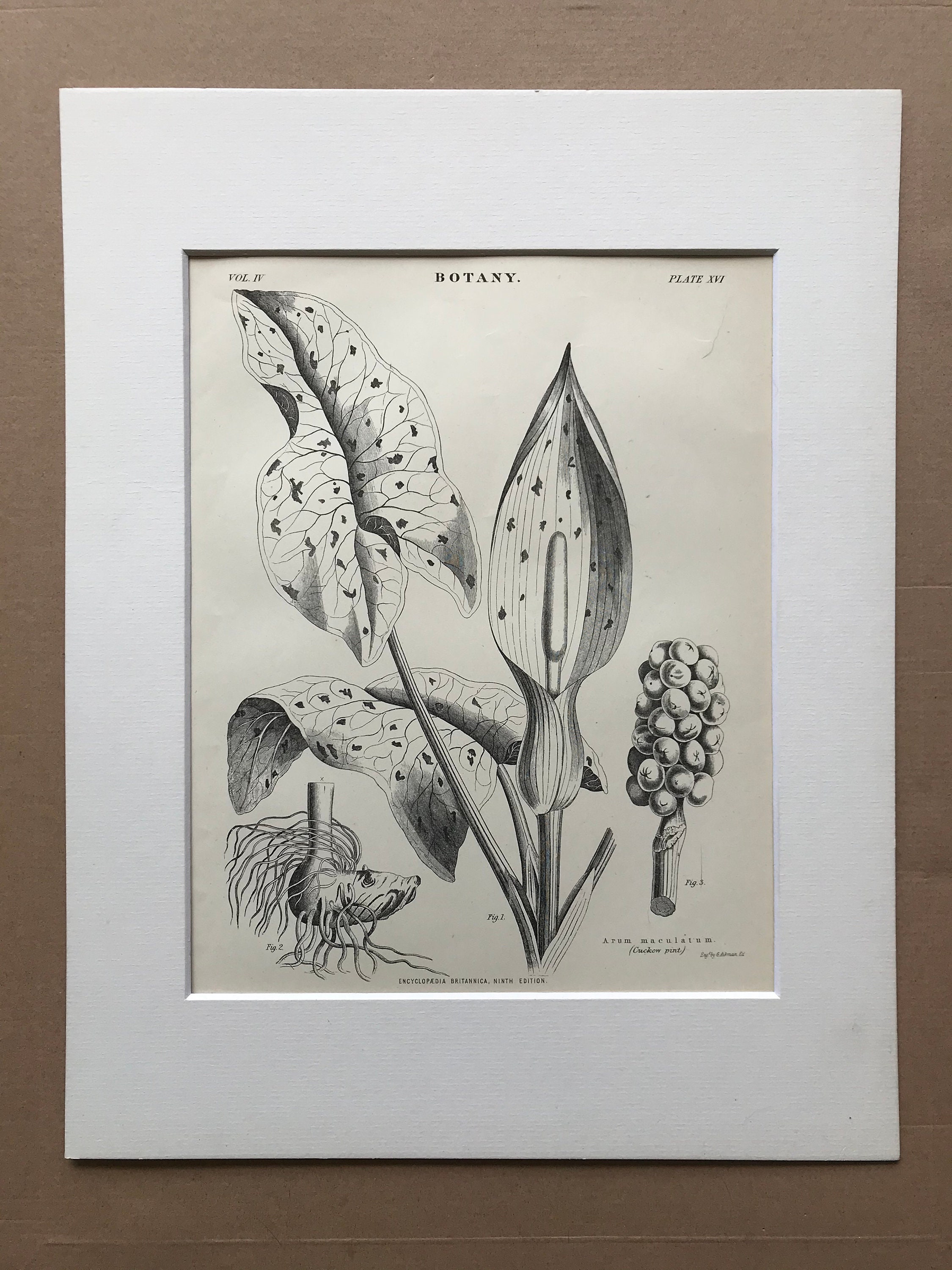 1875 Cuckow Pint Original Antique Matted Engraving Botanical ...