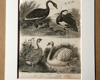 1819 Original Antique Engraving - Ornithology - Black Swan, White Swan, Chinese and Spur-WInged Goose - Bird - Available Matted and Framed