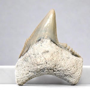 May include: A fossilized shark tooth with a cream-colored enamel tip and a rough, off-white base. The tooth's serrated edge is visible, and the fossil is displayed on a white surface, showcasing its natural texture and form.
