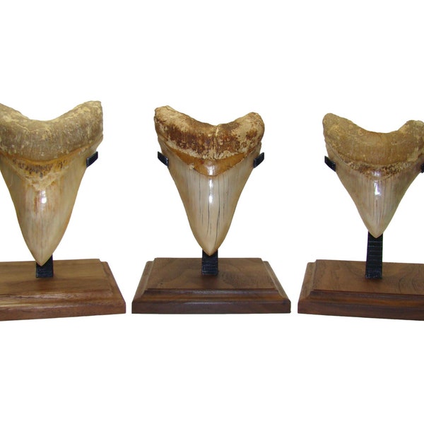 SMALL - Megalodon Shark Tooth DISPLAY STAND -  Real Wood Base