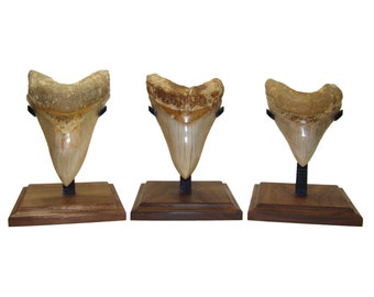 LARGE - Megalodon Shark Tooth DISPLAY STAND - Real Wood Base