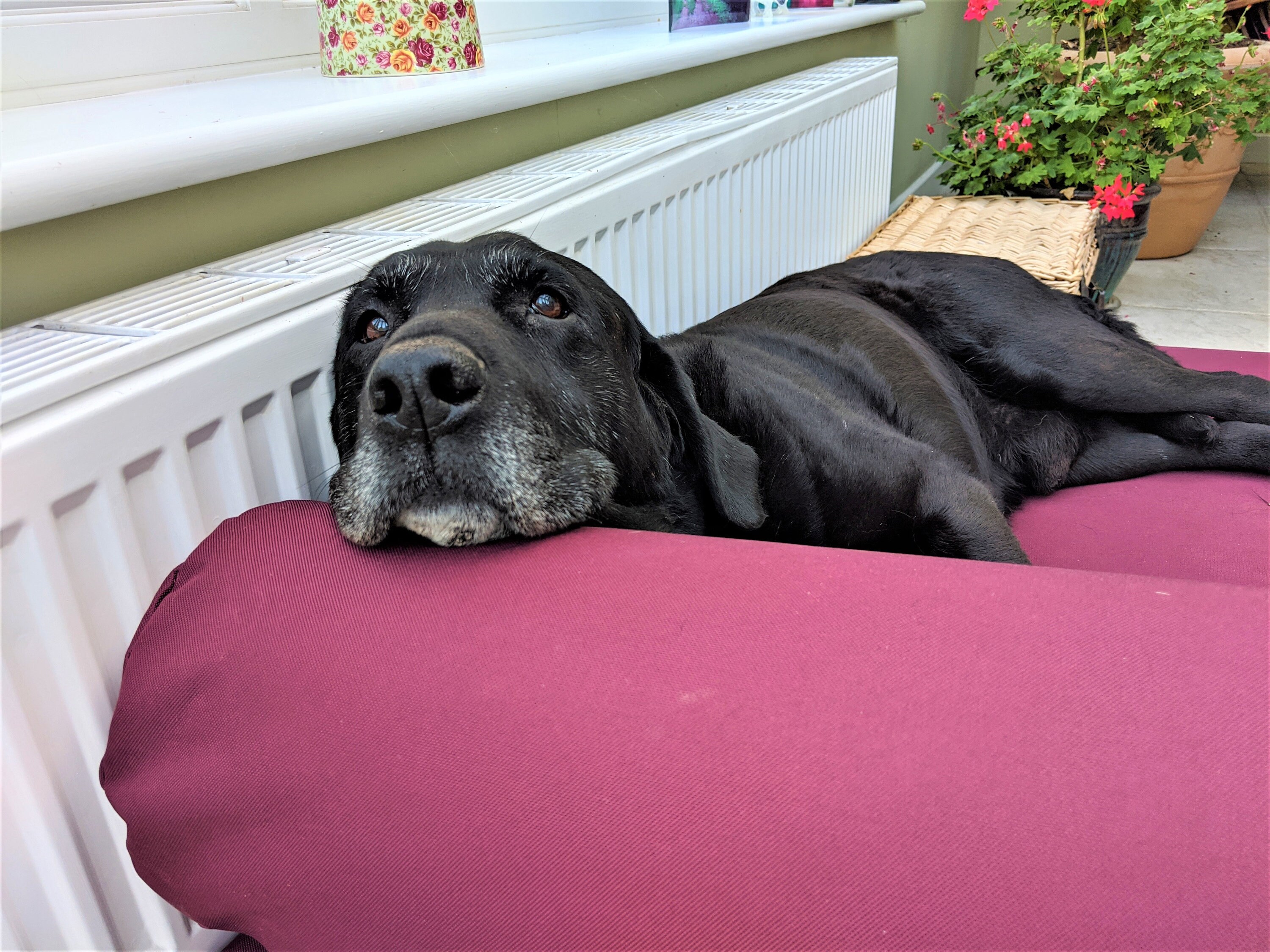 Dog Bolster Pillow Etsy UK