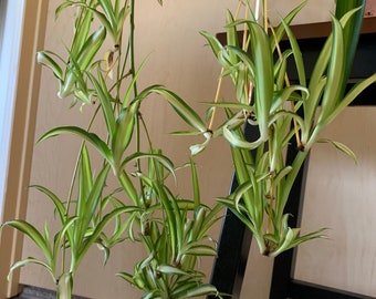 Spider Plant Babies