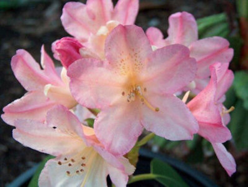 Rhododendron Percy Wiseman Hardy to -5 F degrees Creamy White Blooms with Pink Buds Grows to 3 feet Five Gallon Size