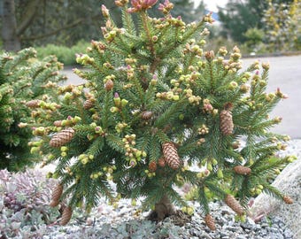 Dwarf Norway Spruce ‘Pusch’ (Picea abies)- Rare Garden Cultivar- #3 Container Grown