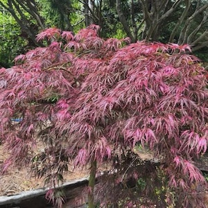 May include: A vibrant Japanese maple tree with cascading branches and delicate, deeply lobed leaves. The foliage displays a rich palette of colors, ranging from deep burgundy to bright pink, creating a striking visual display. The tree's trunk is visible at the base.