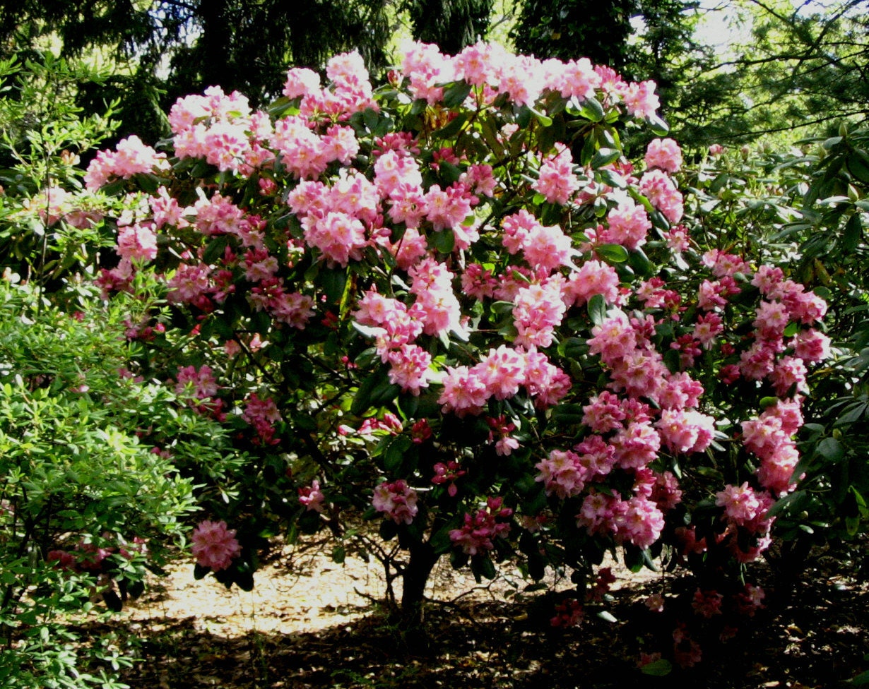 Rhododendron Scintillation - Bright Pink Blooms, Dark Green Foliage - 1  Gallon Plant - Cold Hardy to -10 - Etsy